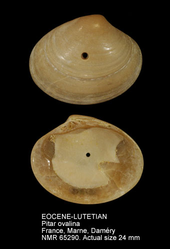 EOCENE-LUTETIAN Pitar ovalina.jpg - EOCENE-LUTETIANPitar ovalina(Deshayes,1857)